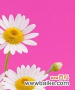 探究粉色雏菊的意义及象征性 粉色雏菊的花语与寓意