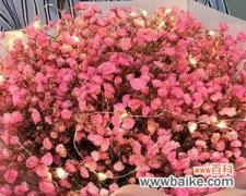 探寻满天星花朵的神秘力量 粉色满天星花语与寓意