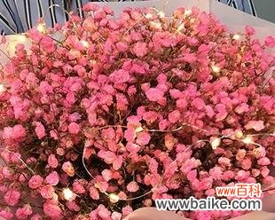 探寻满天星花朵的神秘力量 粉色满天星花语与寓意