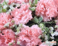 温柔 粉色康乃馨的花语之美