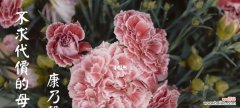 粉色康乃馨的象征爱情和温柔 粉色康乃馨的花语及意义