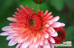 一朵粉色菊花的多重寓意 粉色菊花的花语