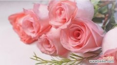 了解粉色玫瑰的含义 粉色玫瑰的花语与意义