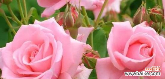 探究粉色玫瑰花的浪漫与柔美之处 粉色玫瑰花的花语与意义