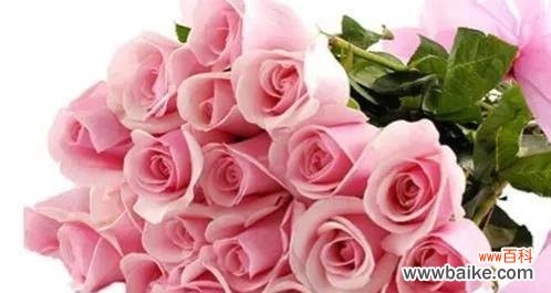 探究粉色玫瑰花的浪漫与柔美之处 粉色玫瑰花的花语与意义
