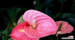 探寻粉掌花的美丽意义 以粉掌的花语