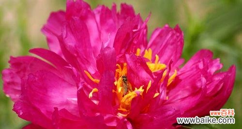 探索粉色牡丹花的美丽与意义 牡丹花的寓意与象征