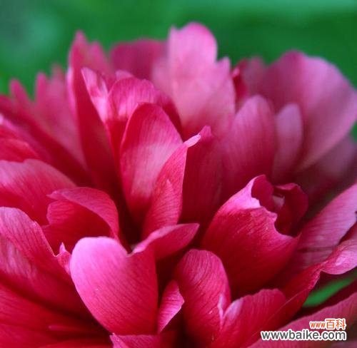 探索粉色牡丹花的美丽与意义 牡丹花的寓意与象征