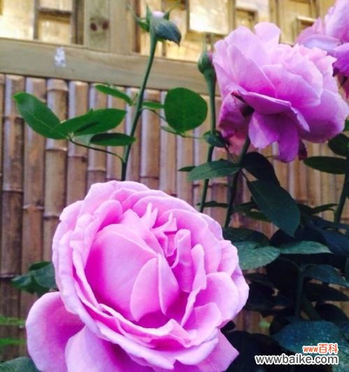 探索粉色牡丹花的美丽与意义 牡丹花的寓意与象征