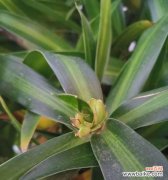 揭示水培百合竹的深层寓意与象征意义 以水培百合竹