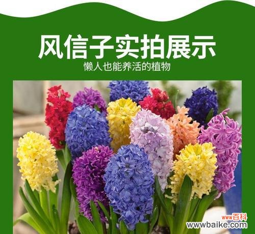 探索花语传达的美丽与深意 以水培风信子花语为主题的文章