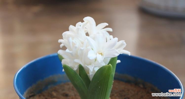 探索花语传达的美丽与深意 以水培风信子花语为主题的文章