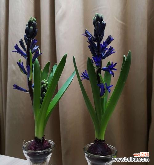 探索花语传达的美丽与深意 以水培风信子花语为主题的文章