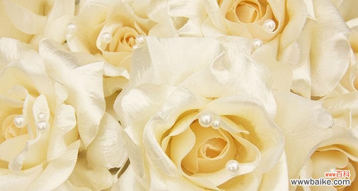 纯洁与无声的象征 白玫瑰的代表意义