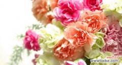 康乃馨多少朵才能传递出不同的寓意 康乃馨的寓意与象征意义