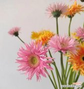 探索非洲菊的象征意义与生命力 非洲菊