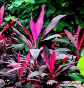 唤醒心中的温柔与坚定 铁树花开，情深不变