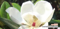 探索白玉兰的文化象征意义 白玉兰
