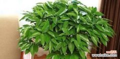 招财进宝 发财树开花的风水寓意