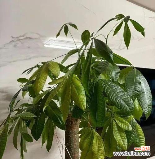 招财进宝 发财树开花的风水寓意