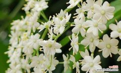 以琼花的花语及其意义解读 以琼花