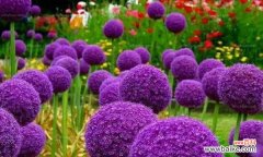 紫丁香 友谊之花