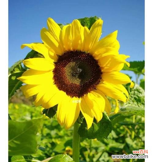 在向日葵的微笑中寻找勇气与快乐 向日葵花的花语