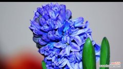 细数蓝色风信子的花语和代表意义 蓝色风信子