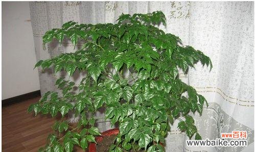 以花为媒 花开平安寄托祝福