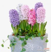 追寻春天的芳香 风信子花语与象征意义