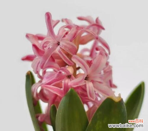 探索风信子的浪漫传说和美丽寓意 风信子的花语及其象征意义