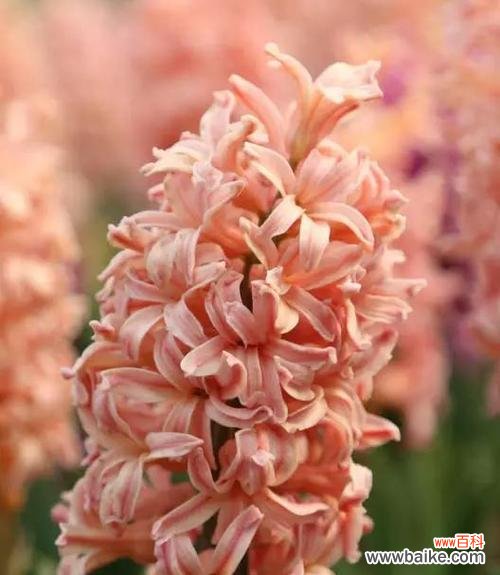 探索风信子的浪漫传说和美丽寓意 风信子的花语及其象征意义