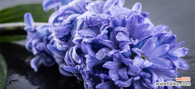 探索风信子的浪漫传说和美丽寓意 风信子的花语及其象征意义