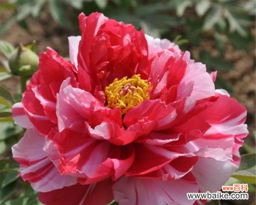 牡丹花的娇媚与柔情 粉色牡丹花的象征意义与传说