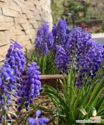 探寻风信子花的文化内涵与美学价值 风信子花的象征意义与魅力