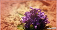 传递爱与希望的鲜花语言——风信子 风信子花语的含义与意义