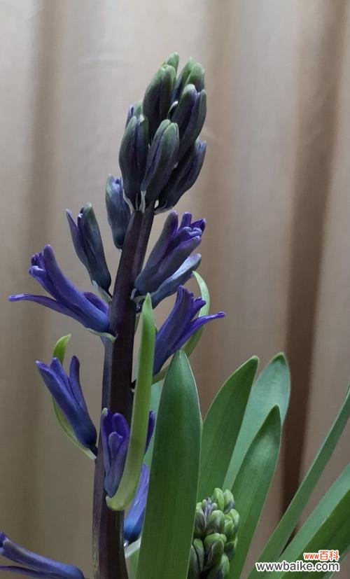 解析风信子的意义与传达的情感 风信子花语——花开芬芳的爱意