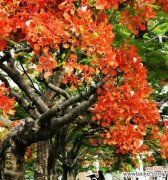 美丽绽放的凤凰花 凤凰花的花语及象征意义