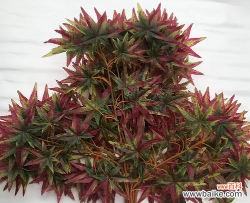 枫叶花语的意义及魅力 枫叶的花语——生命的灿烂之美