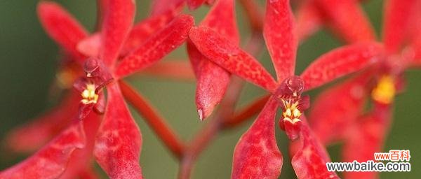 枫叶花语的意义及魅力 枫叶的花语——生命的灿烂之美