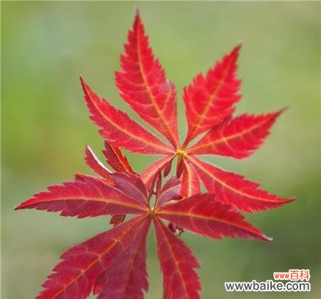 枫叶花语的意义及魅力 枫叶的花语——生命的灿烂之美