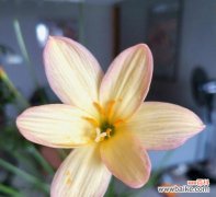 风雨兰的花语解析及其在生活中的寓意 风雨兰的花语和寓意