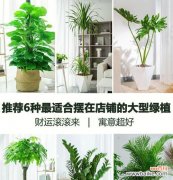 摆放风水与注意事项 凤尾葵的寓意与风水象征