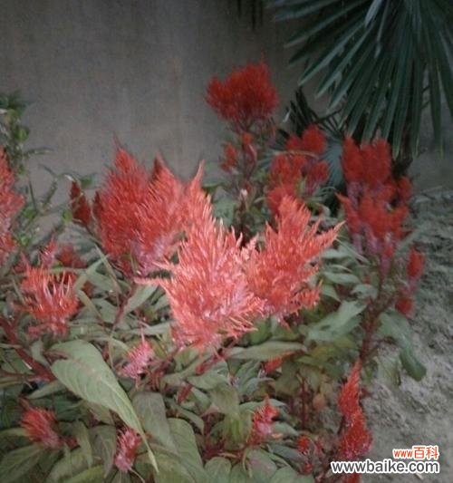 揭开凤尾花背后的秘密 凤尾花的象征意义及深层寓意