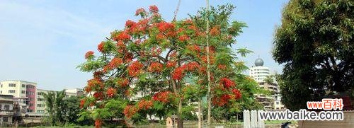 探索凤凰树在人生与风水中的重要性 凤凰树的寓意和风水