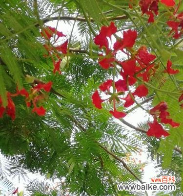 探索凤凰树在人生与风水中的重要性 凤凰树的寓意和风水