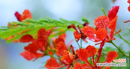 热情奔放的凤凰花及其生命之美 凤凰花的寓意与象征