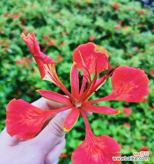 热情奔放的凤凰花及其生命之美 凤凰花的寓意与象征