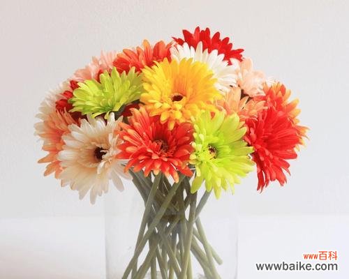 送扶郎花代表的意义和象征 扶郎花的花语与寓意