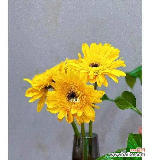 送扶郎花代表的意义和象征 扶郎花的花语与寓意